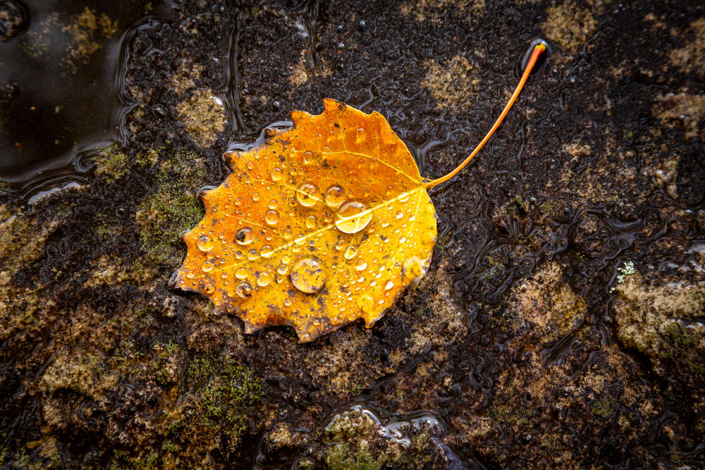 Drops