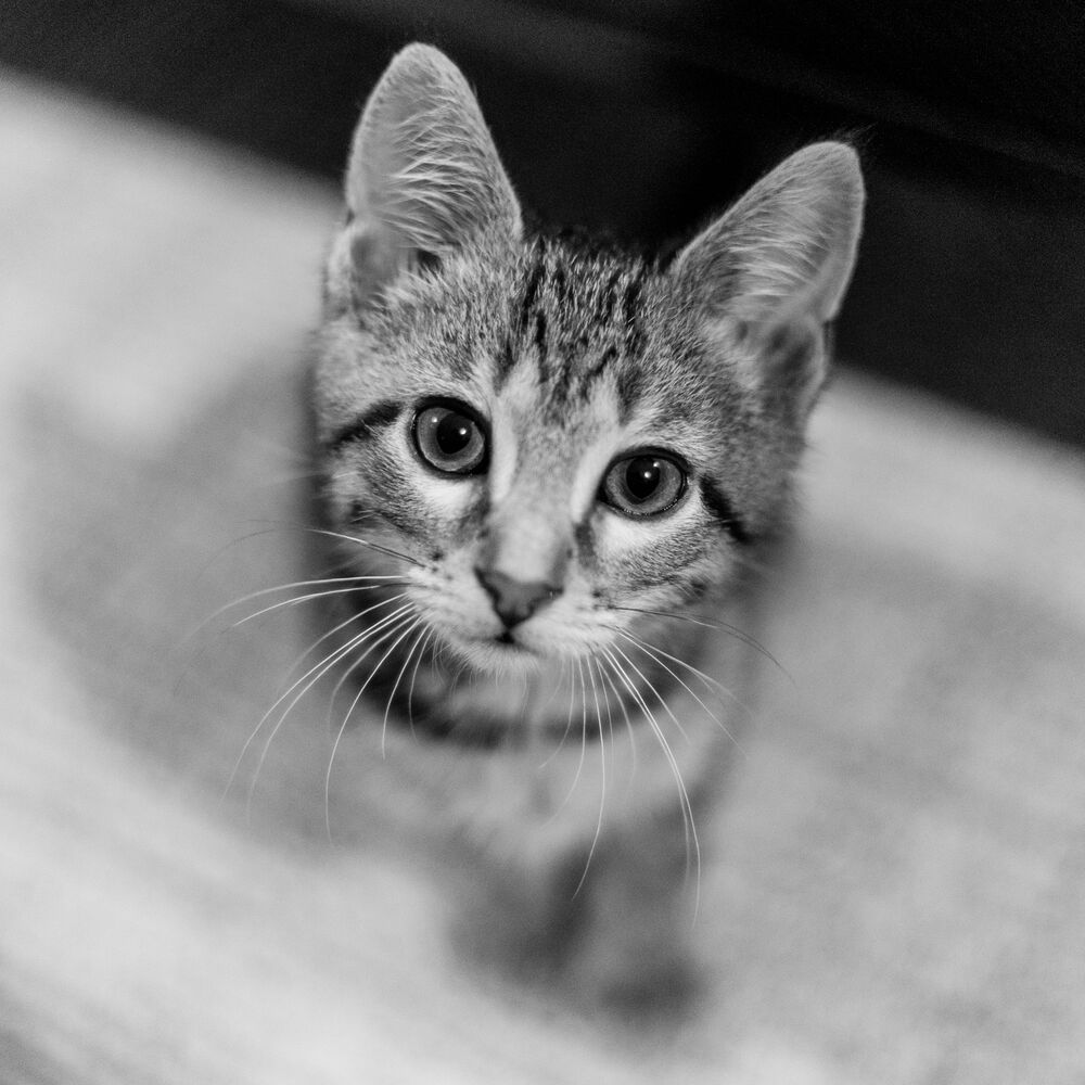Begging