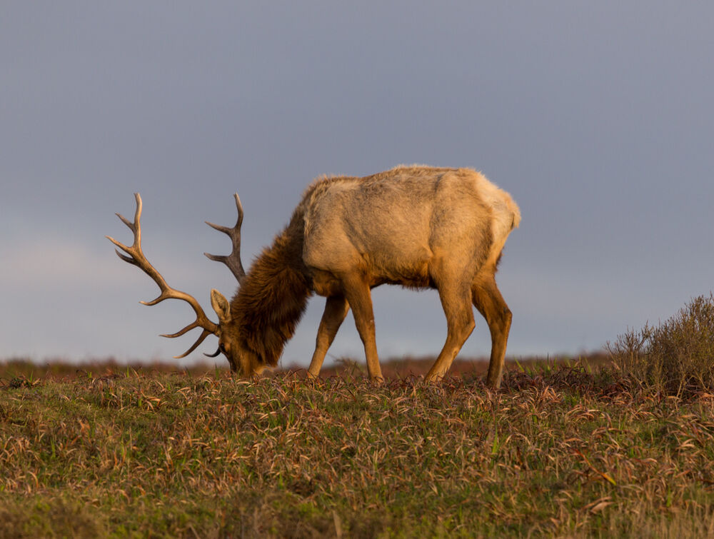 Grazing